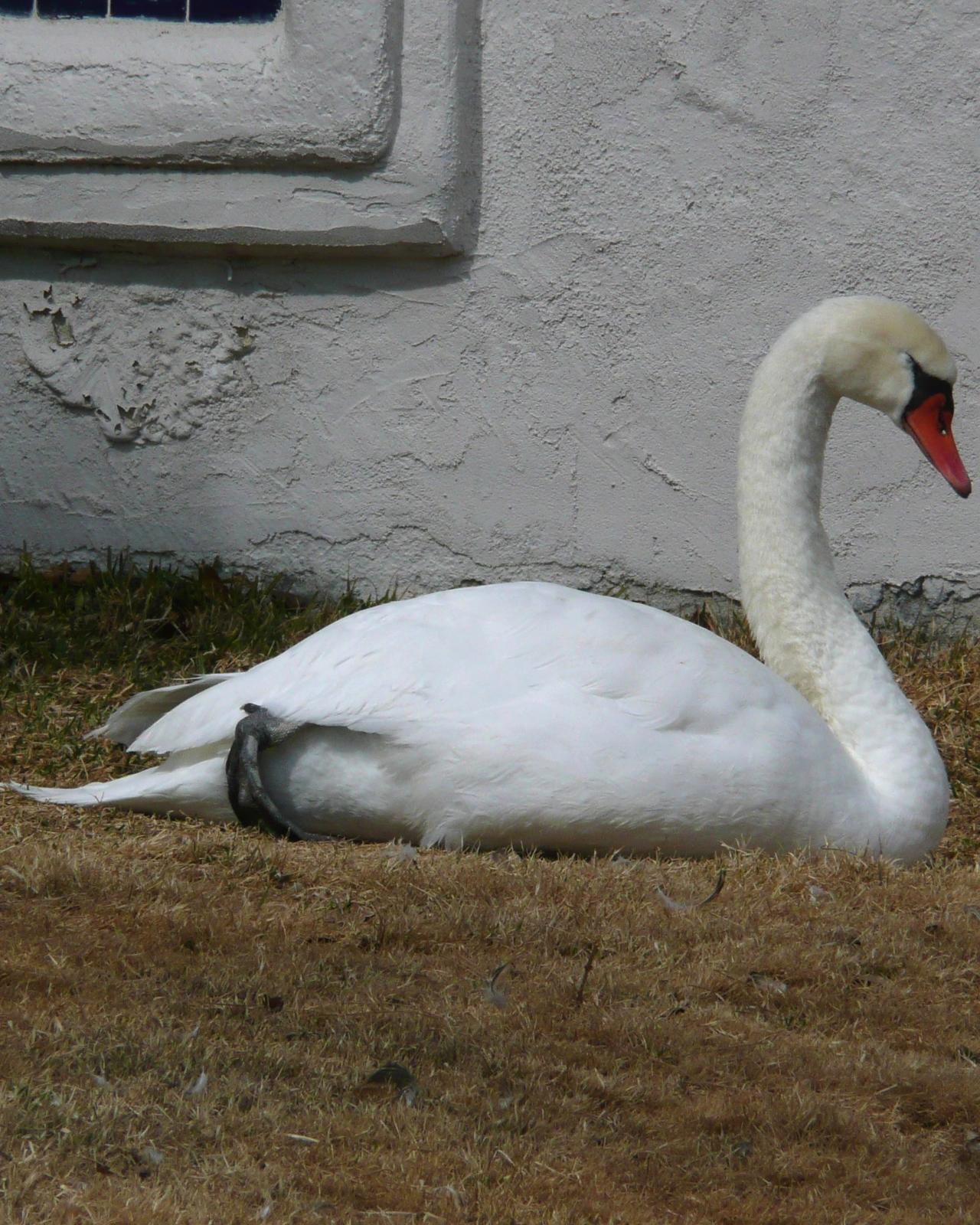 Mute Swan Photo by Dan Belcher