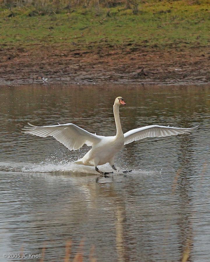 Mute Swan Photo by JC Knoll
