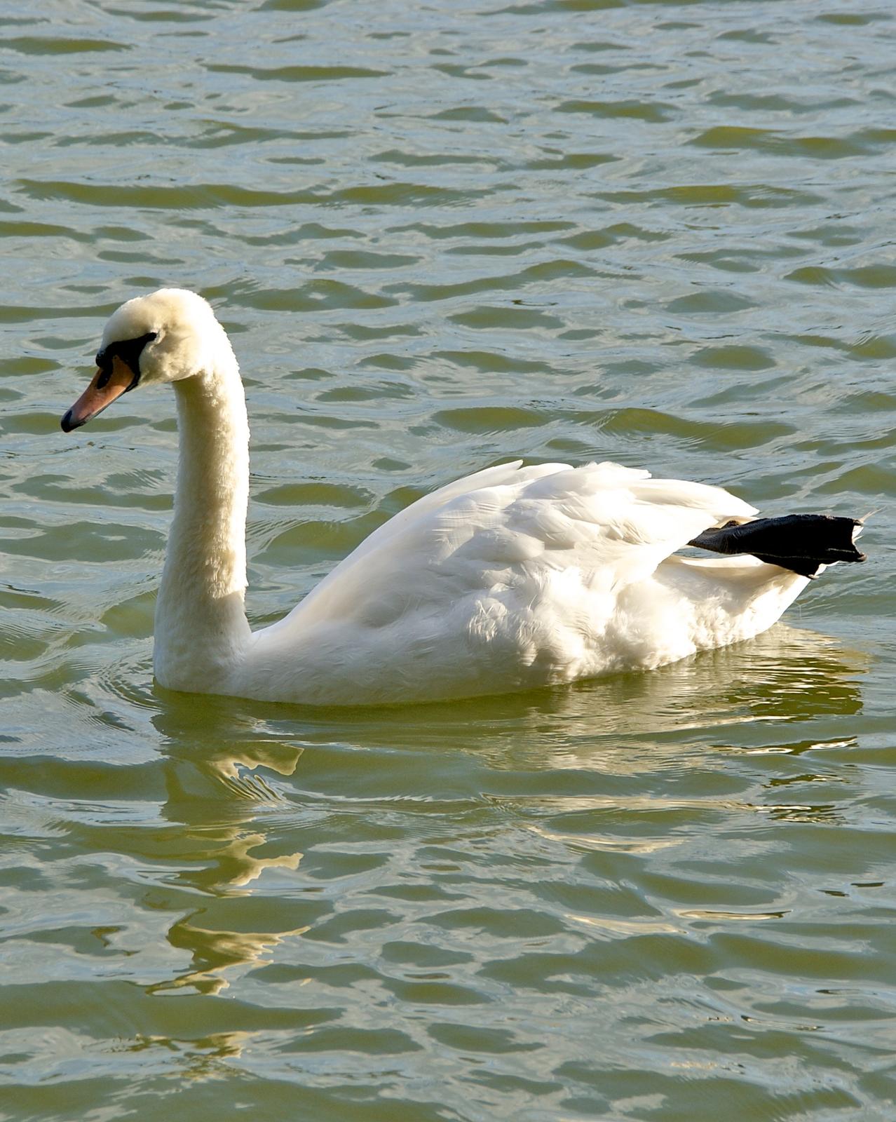 Mute Swan Photo by Gerald Hoekstra