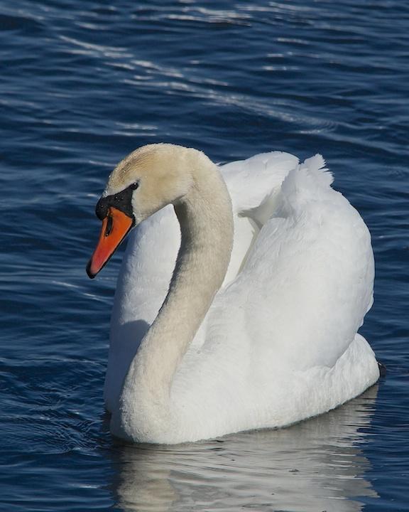 Mute Swan Photo by Denis Rivard