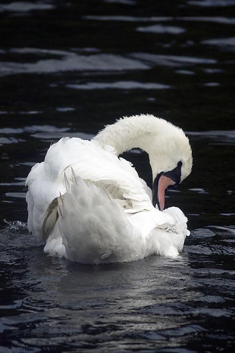Mute Swan Photo by Dan Tallman