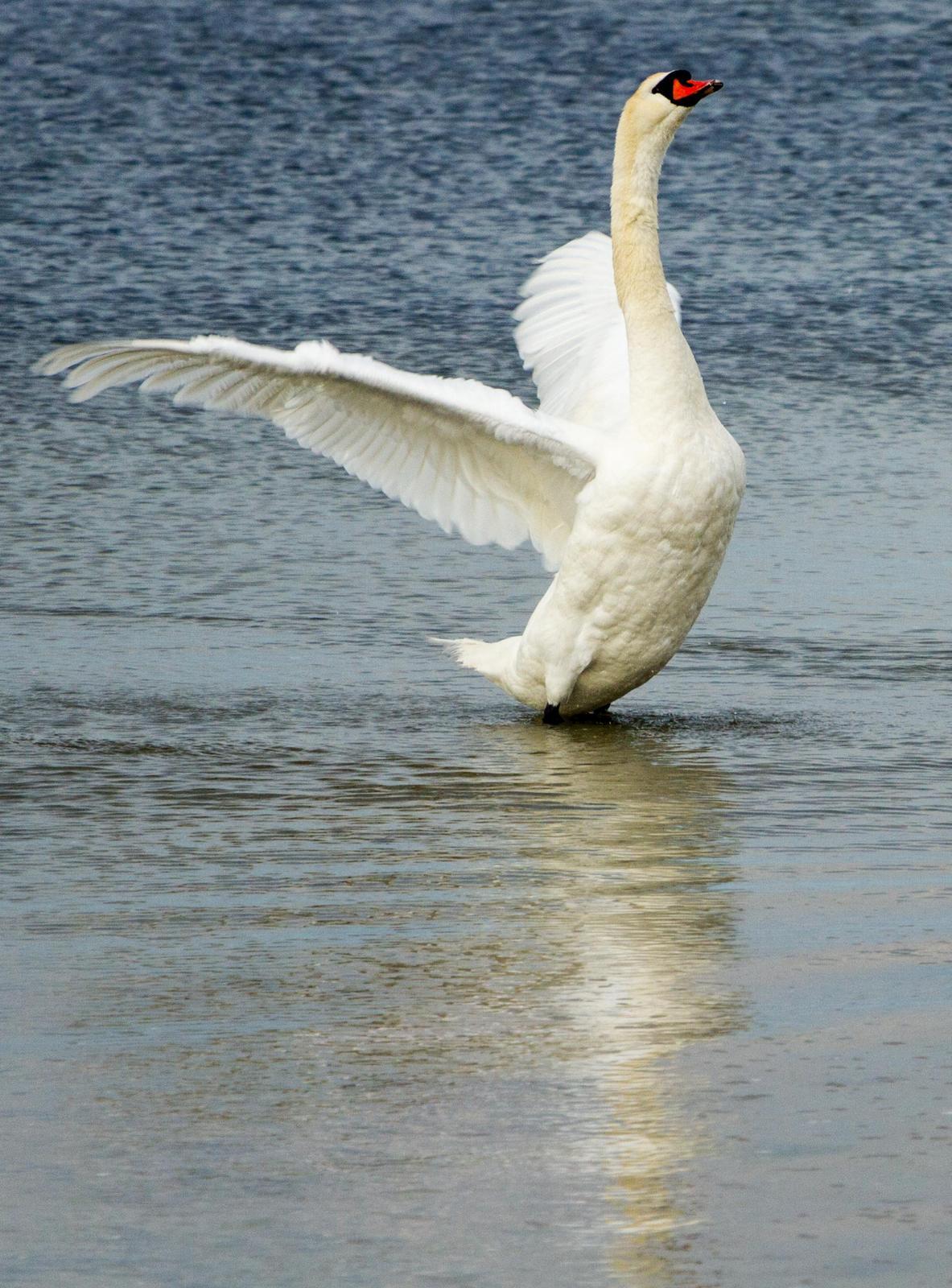 Mute Swan Photo by Jeannette Piecznski