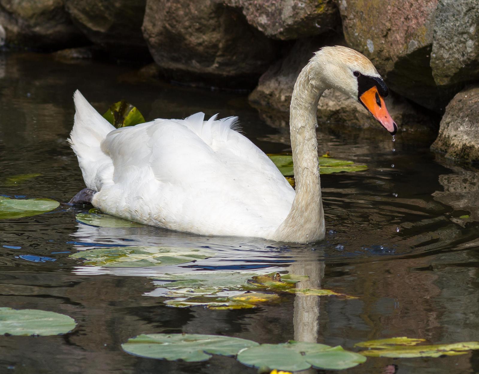 Mute Swan Photo by Jeannette Piecznski