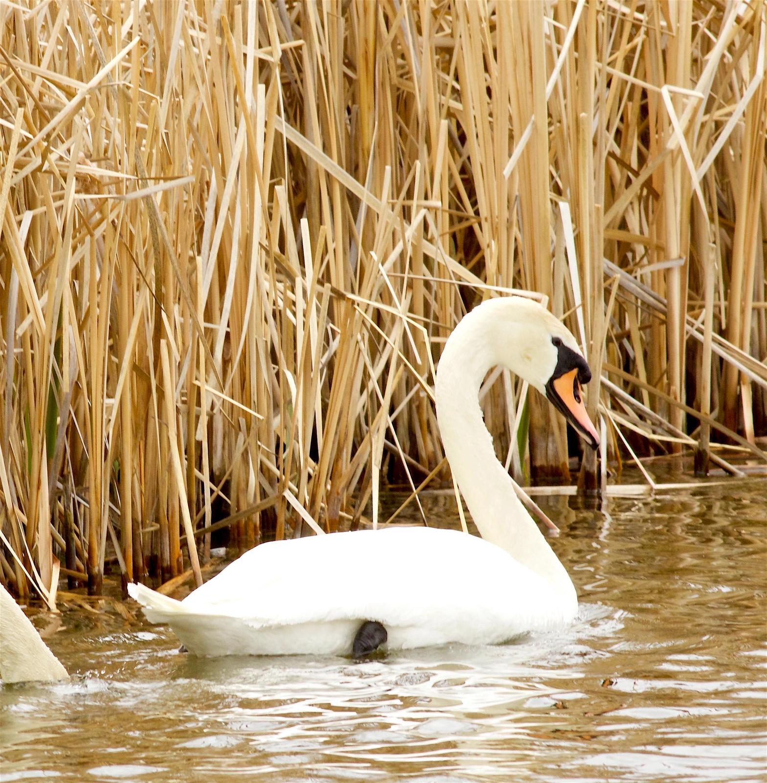 Mute Swan Photo by Kathryn Keith