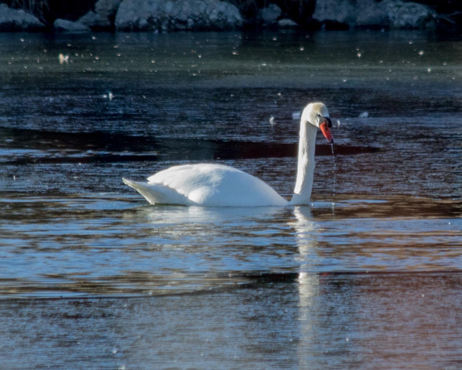 Mute Swan Photo by Mark Baldwin