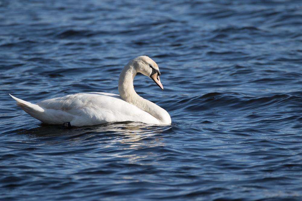 Mute Swan Photo by Amanda Fulda