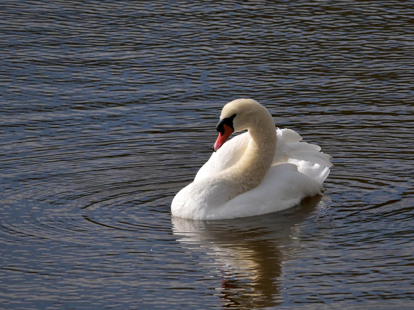 Mute Swan Photo by Peter Lowe