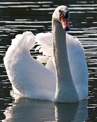 Mute Swan Photo by Pete Myers