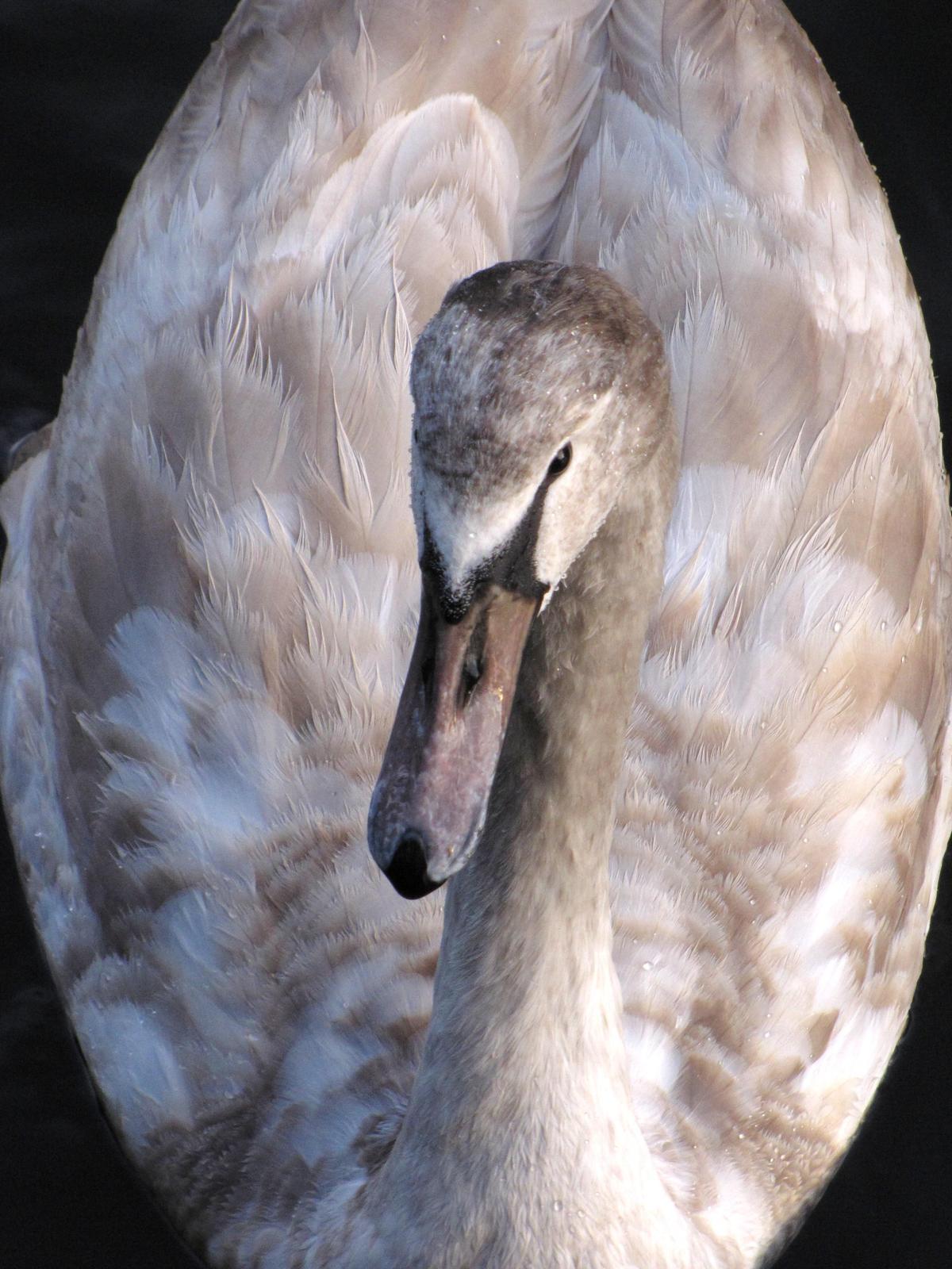 Mute Swan Photo by Barbara Verdeschi