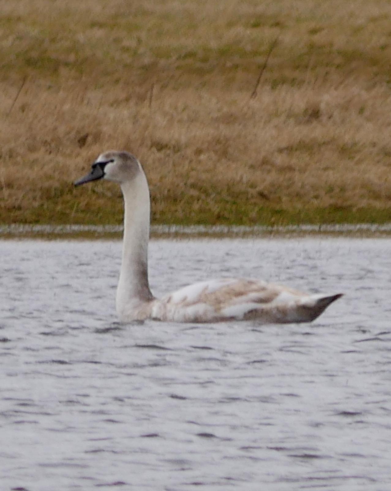 Mute Swan Photo by Peter Lowe