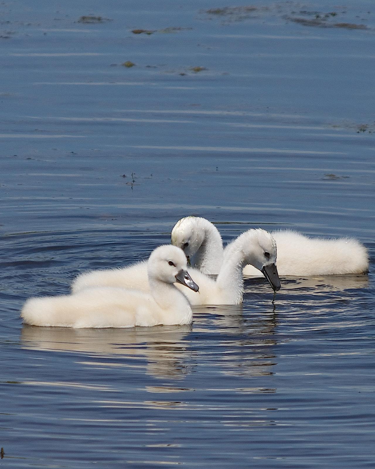 Mute Swan Photo by Gerald Hoekstra