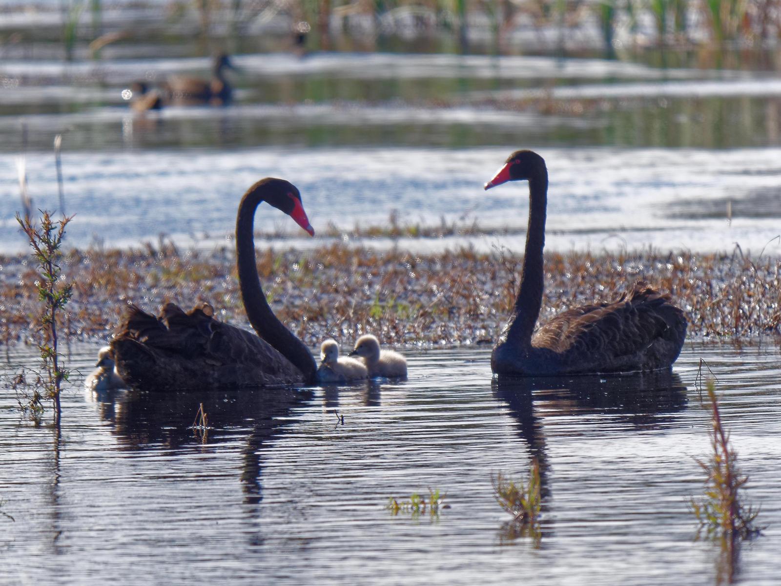 Black Swan Photo by Peter Lowe