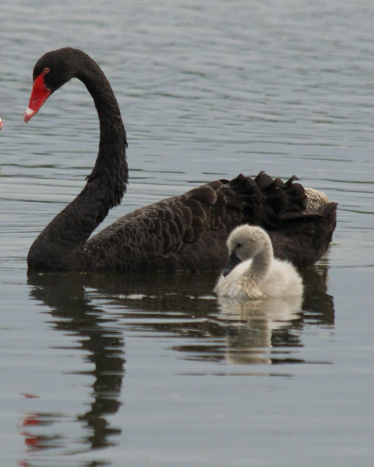 Black Swan Photo by Robin Oxley