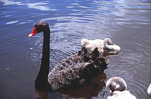 Black Swan Photo by Dan Tallman