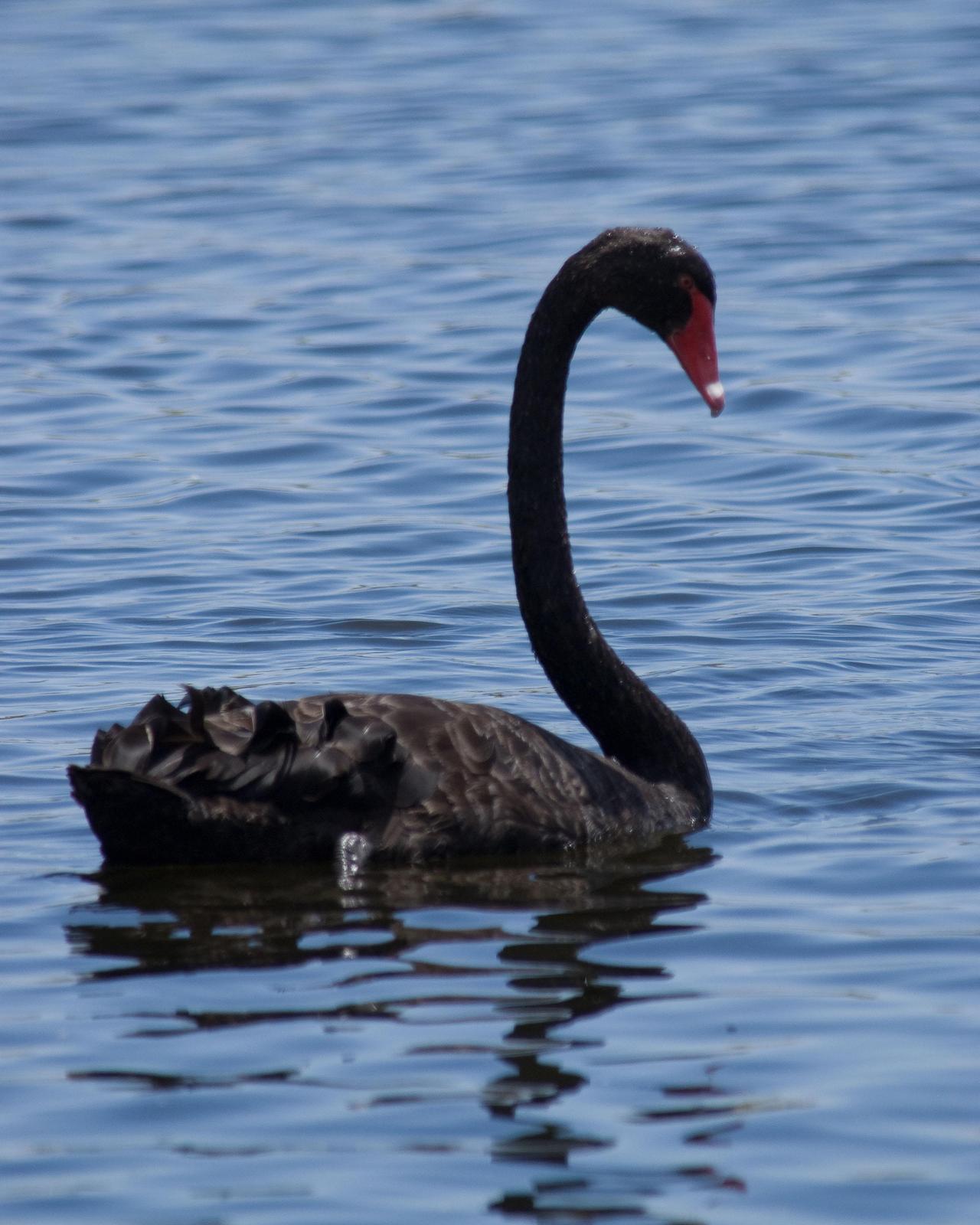 Black Swan Photo by Steve Percival
