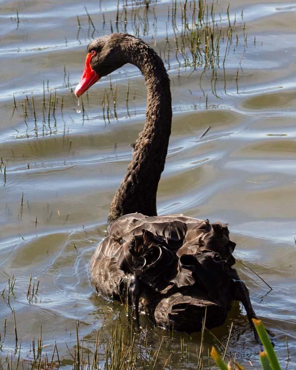 Black Swan Photo by Bob Hasenick
