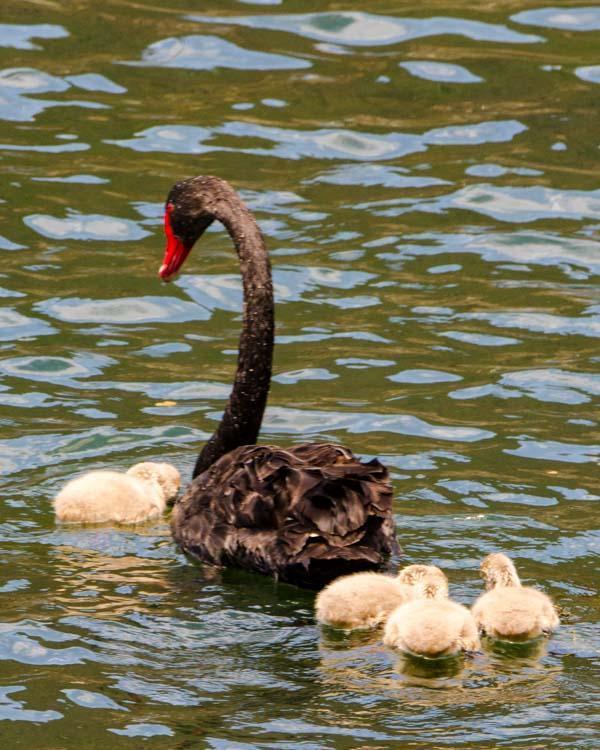 Black Swan Photo by Bob Hasenick