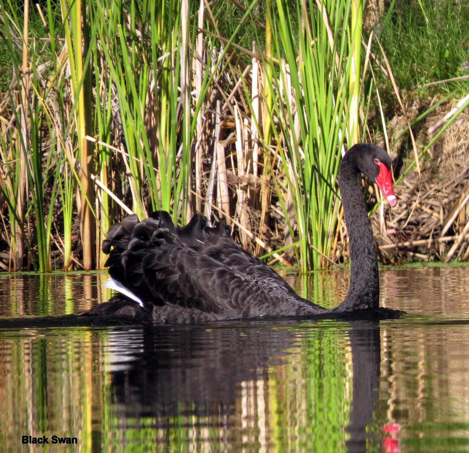 Black Swan Photo by Richard  Lowe