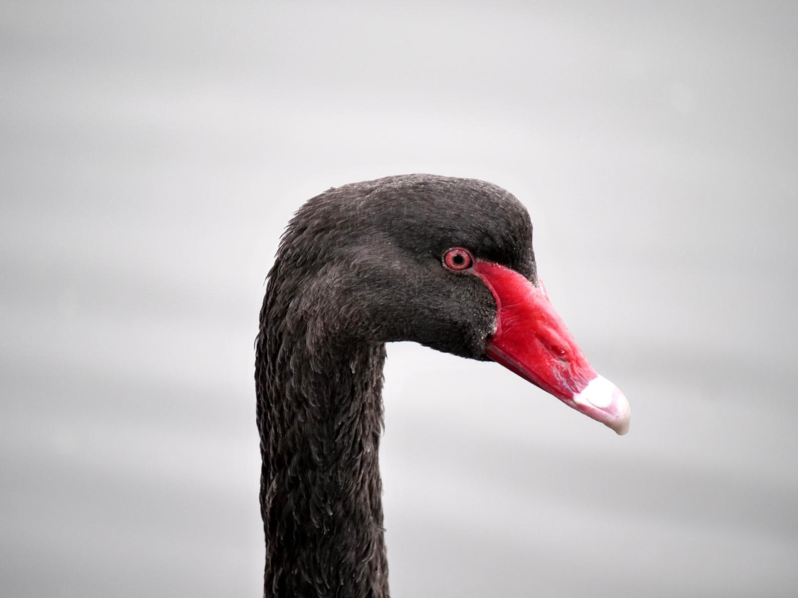 Black Swan Photo by Peter Lowe
