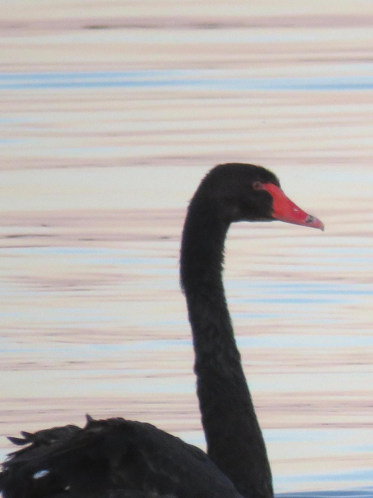 Black Swan Photo by Kent Jensen