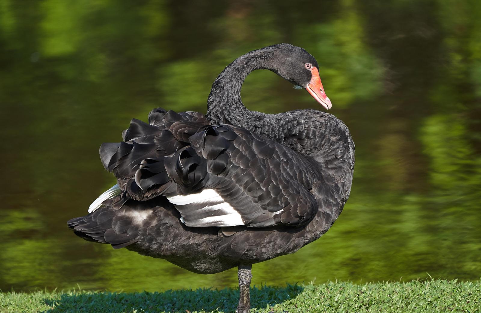Black Swan Photo by Steven Cheong