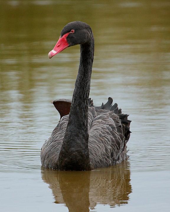 Black Swan Photo by Mat Gilfedder