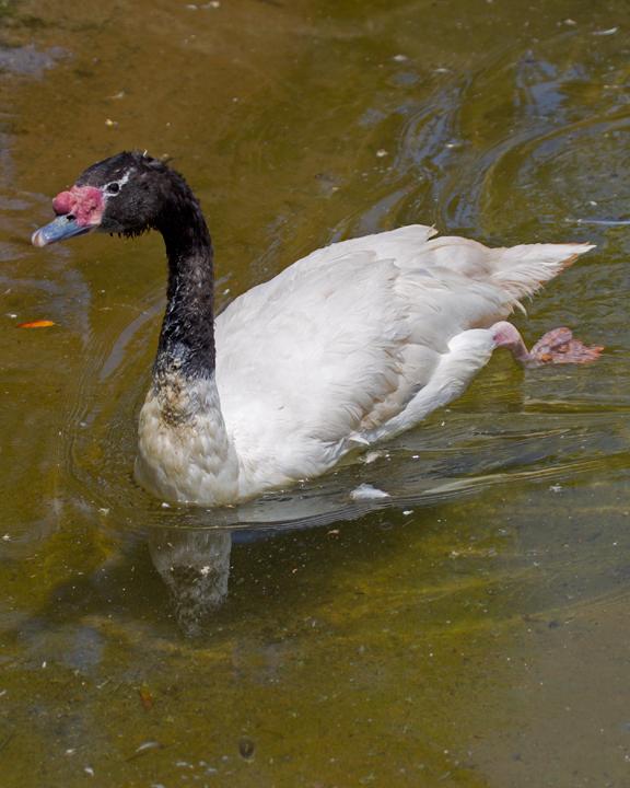 Black-necked Swan Photo by Mat Gilfedder