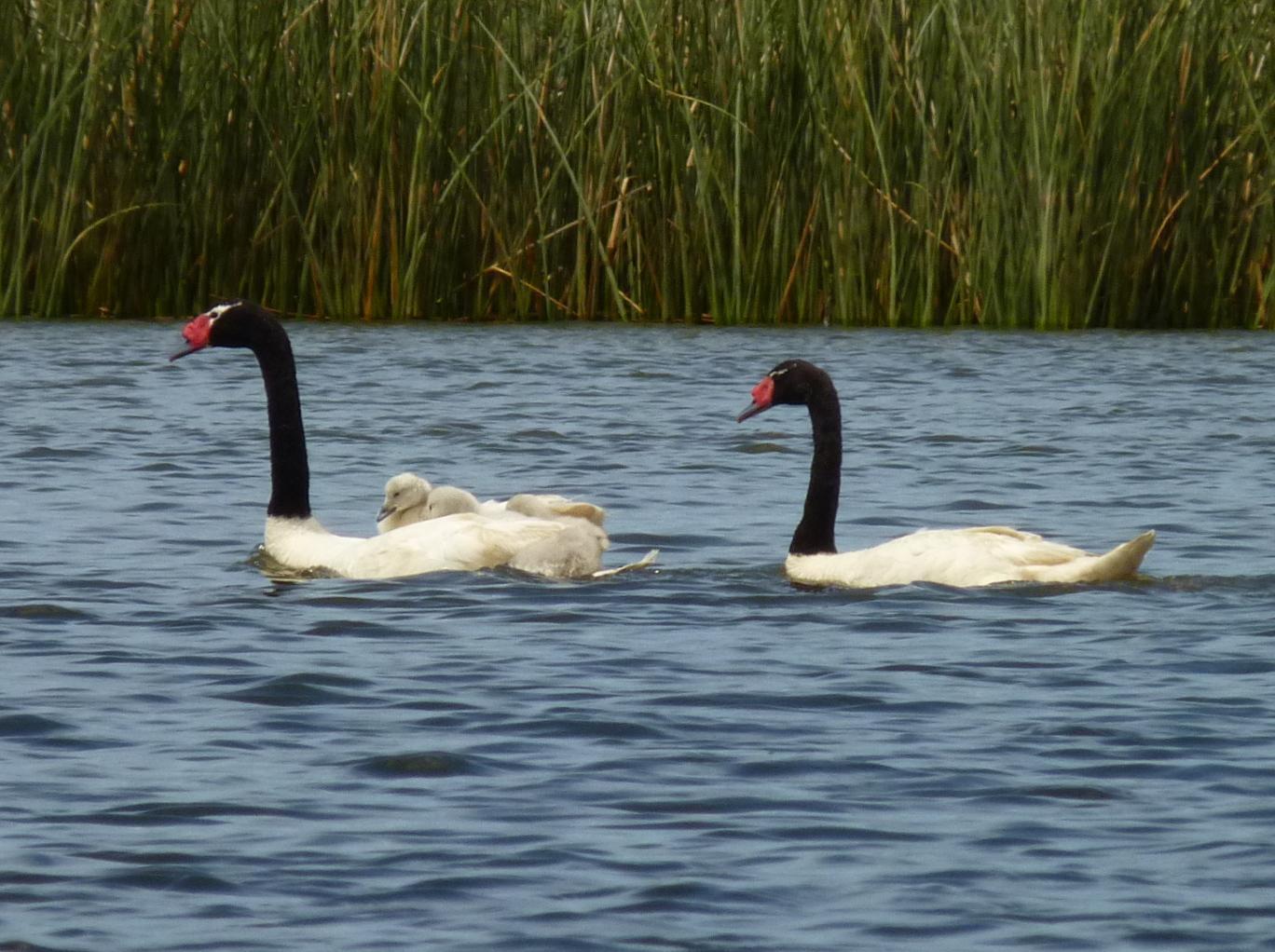 Black-necked Swan Photo by Montserrat Lara