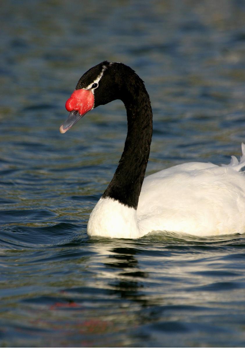 Black-necked Swan Photo by Ignacio Azocar