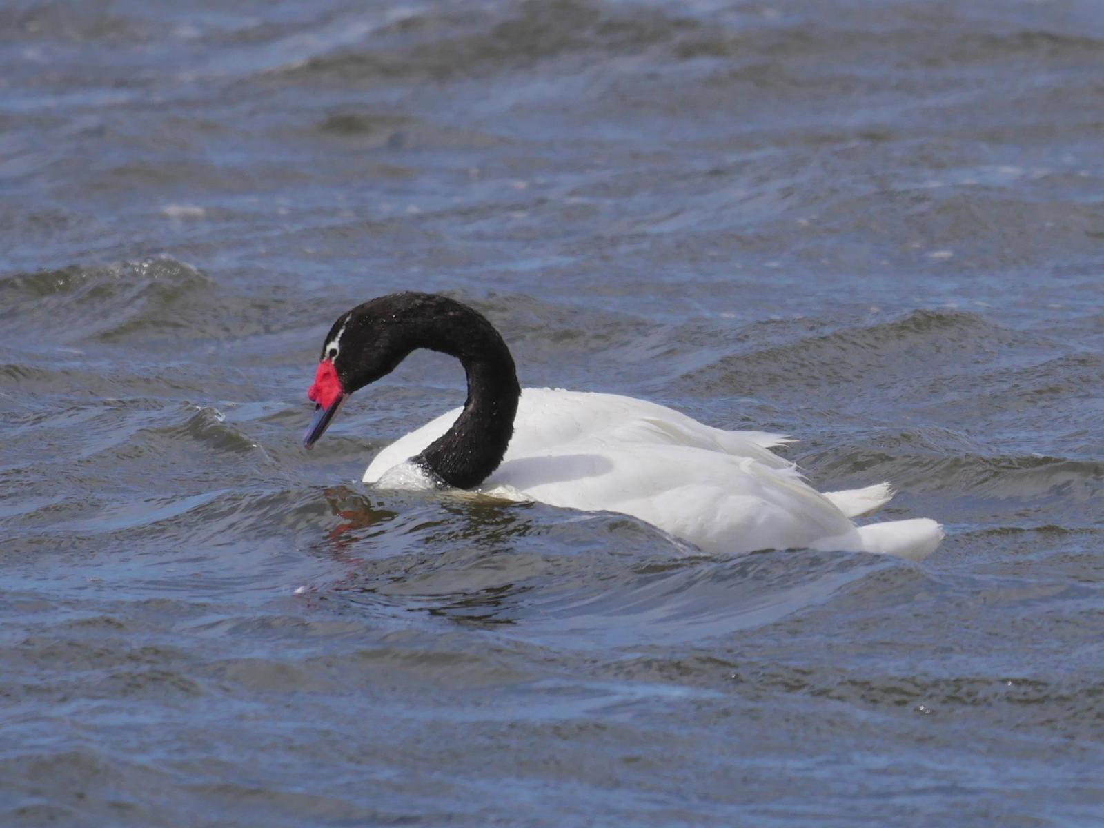 Black-necked Swan Photo by Peter Lowe