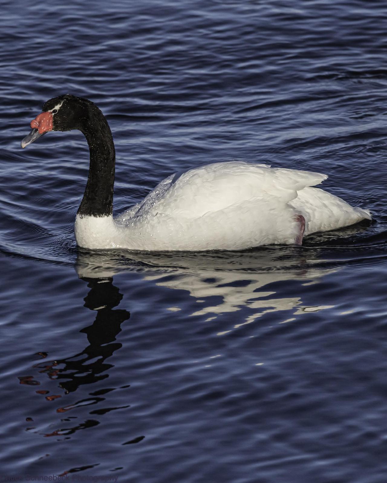 Black-necked Swan Photo by Chuck  Schneebeck