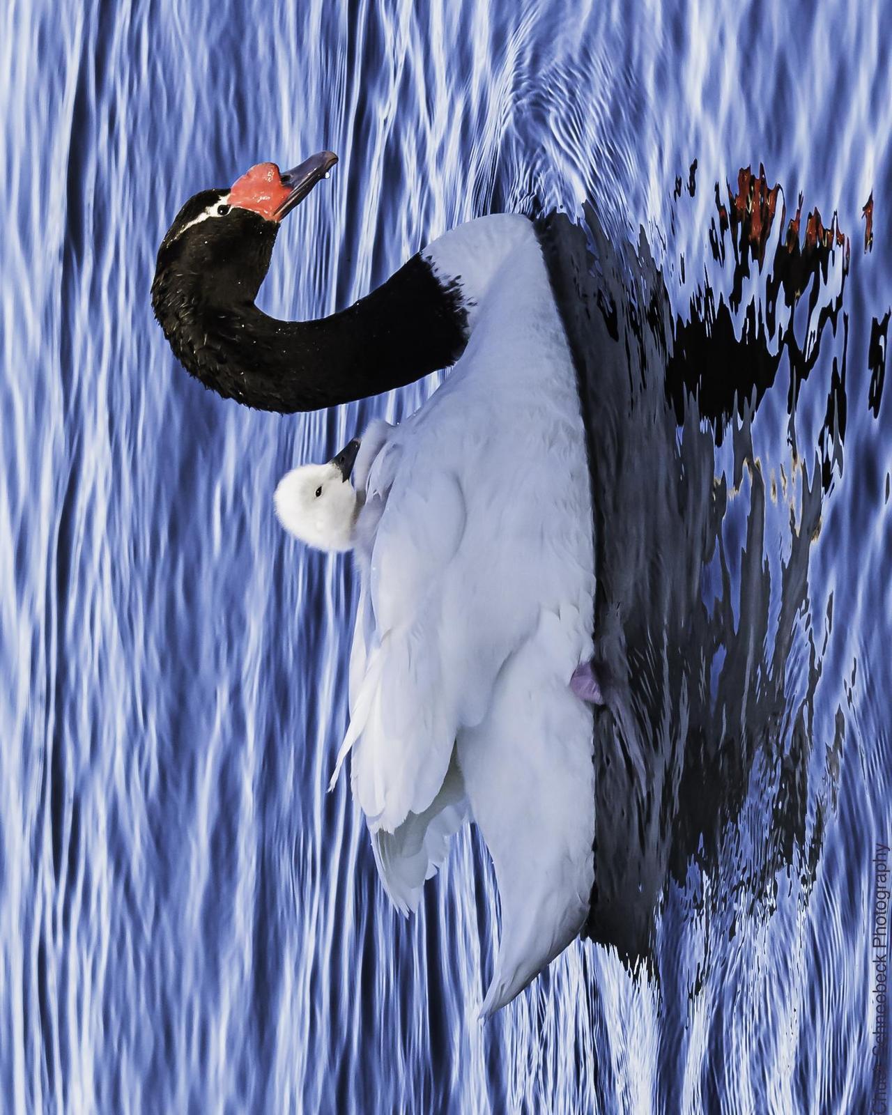 Black-necked Swan Photo by Chuck  Schneebeck
