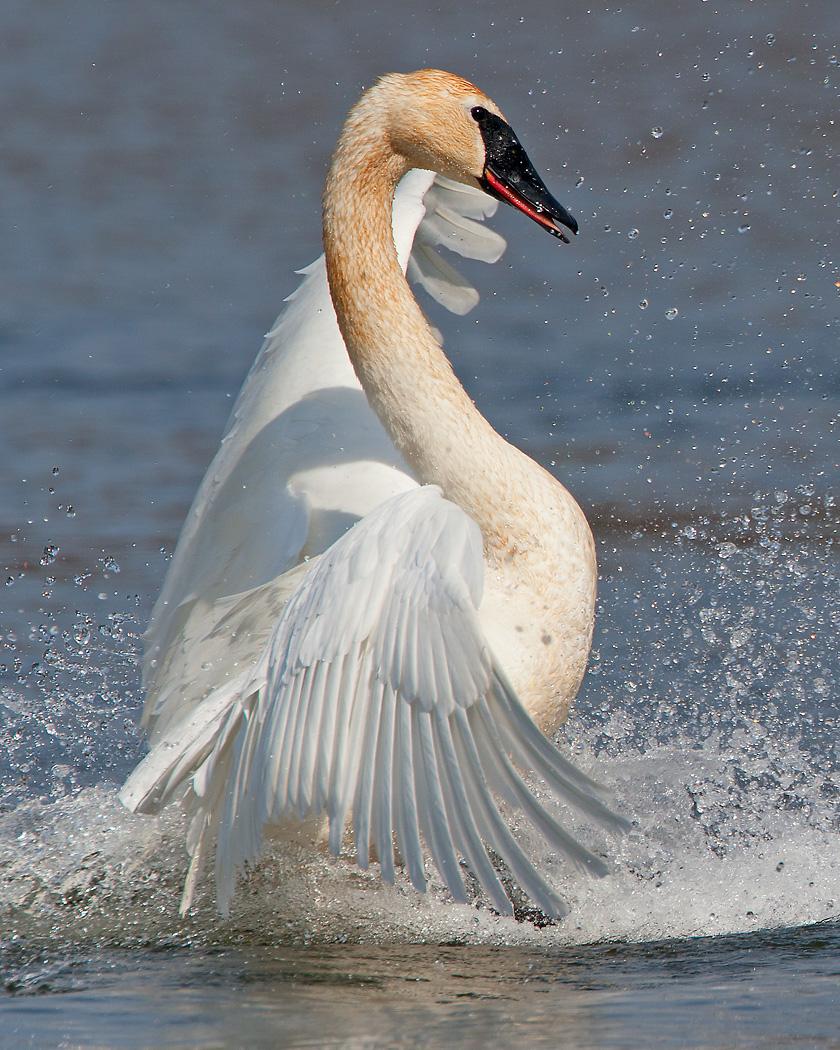 Trumpeter Swan Photo by Josh Haas
