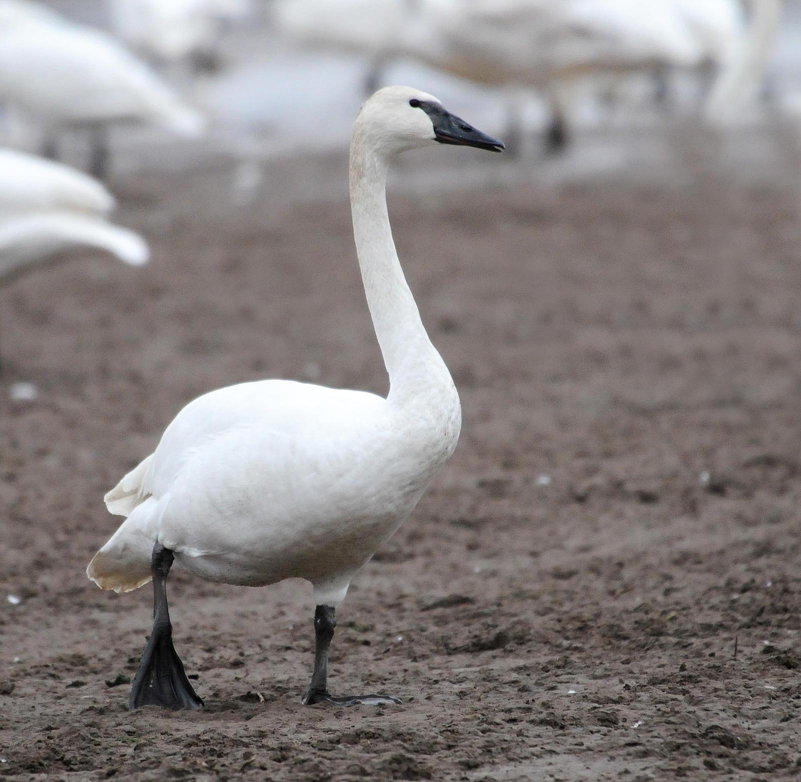 Trumpeter Swan Photo by Steven Mlodinow