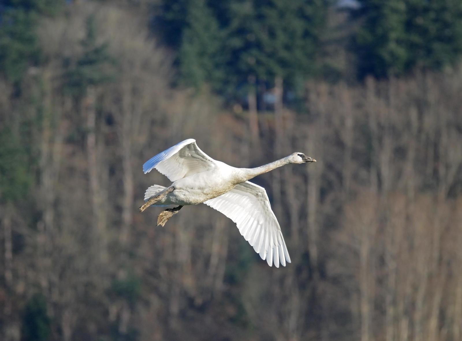 Trumpeter Swan Photo by Steven Mlodinow