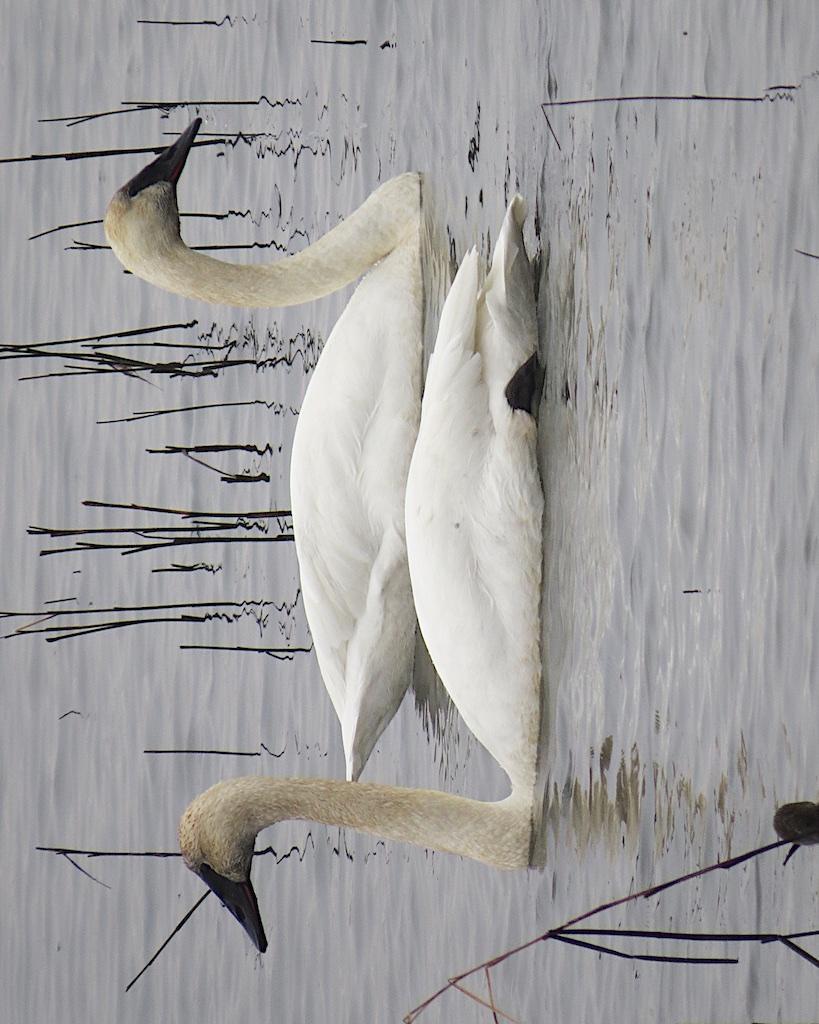 Trumpeter Swan Photo by Brian Avent