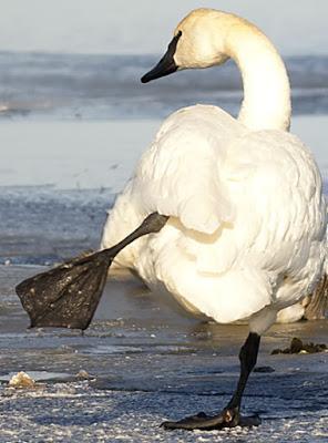 Trumpeter Swan Photo by Dan Tallman