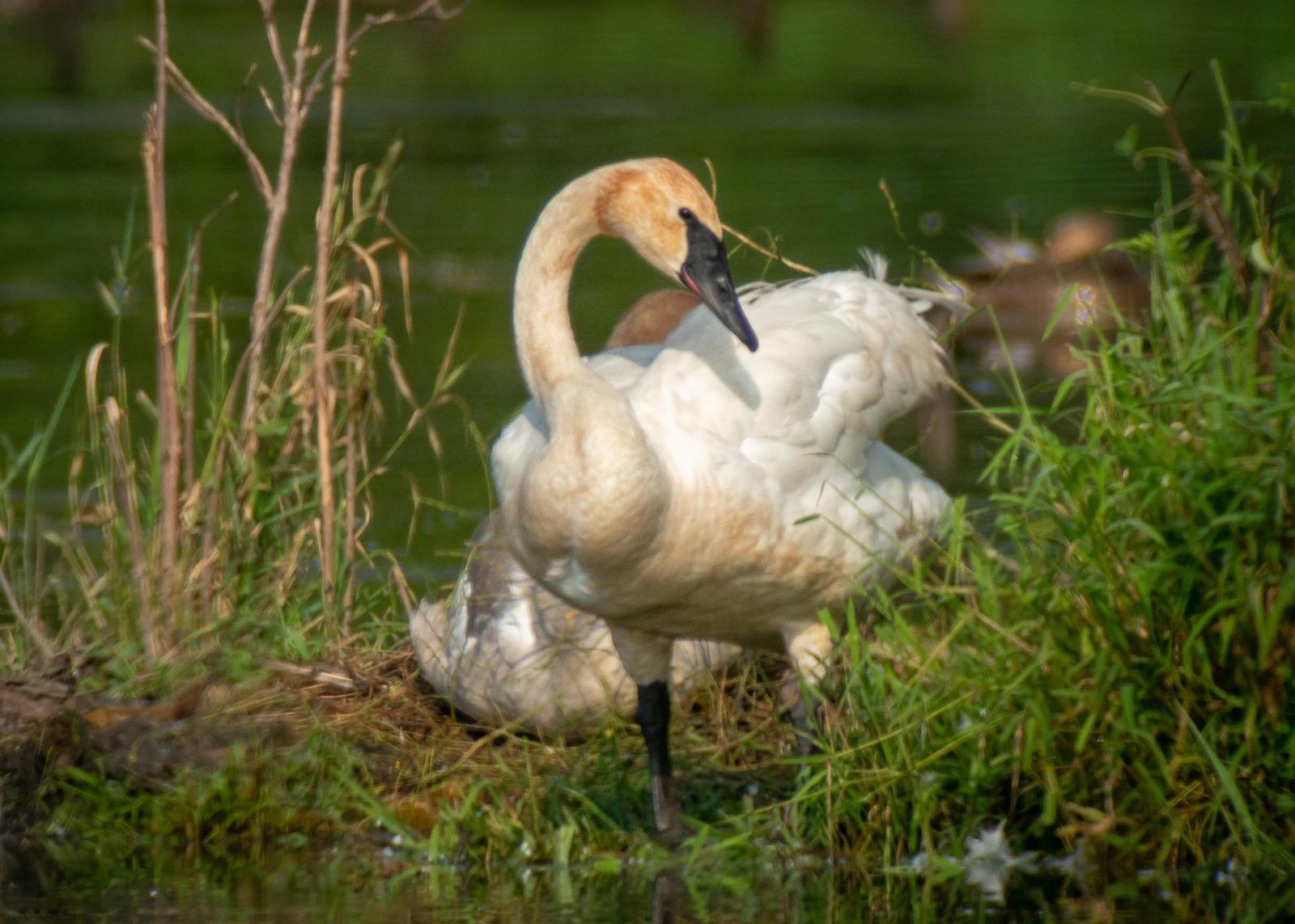 Trumpeter Swan Photo by Gerald Hoekstra