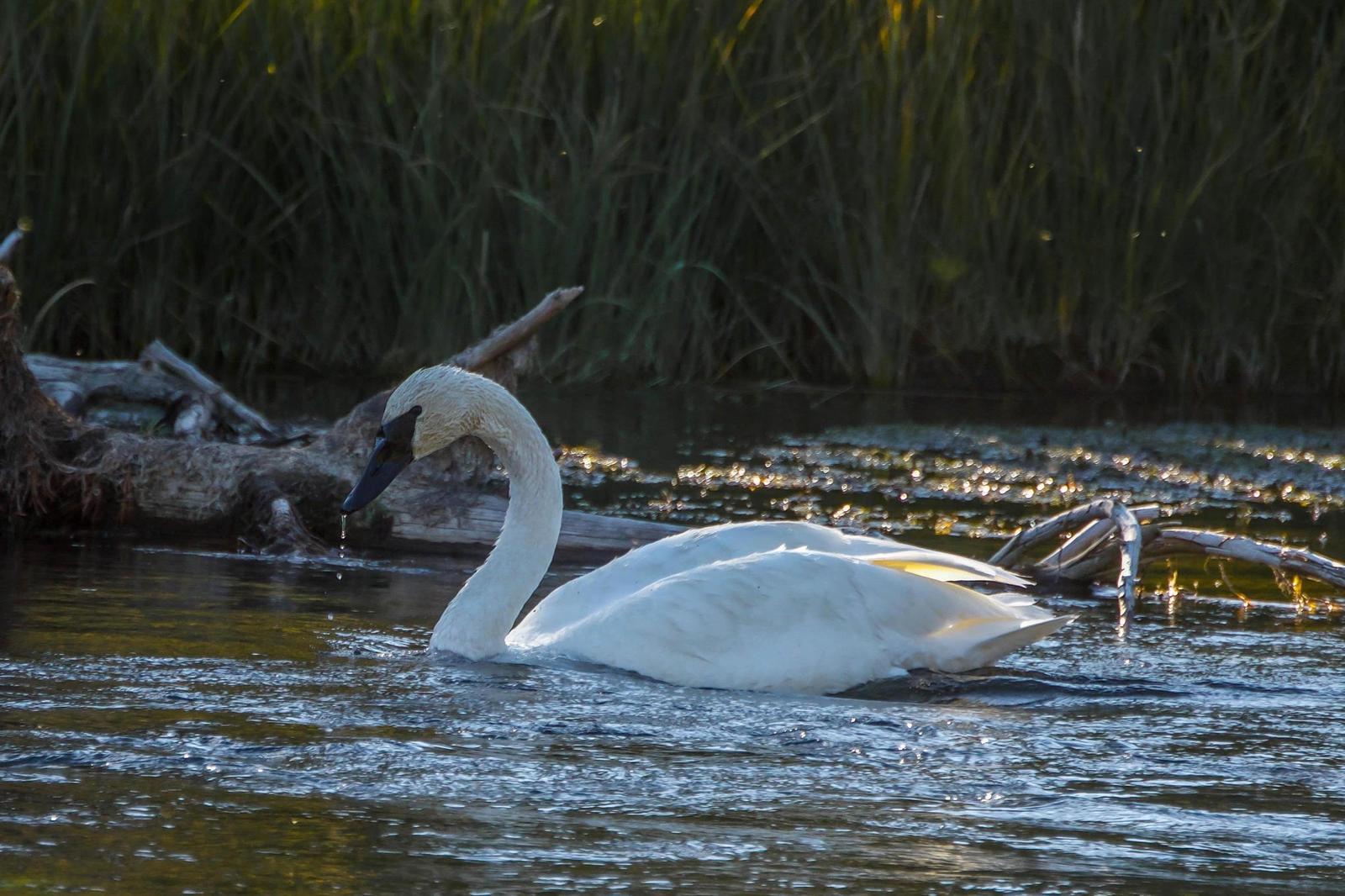 Trumpeter Swan Photo by Scott Yerges