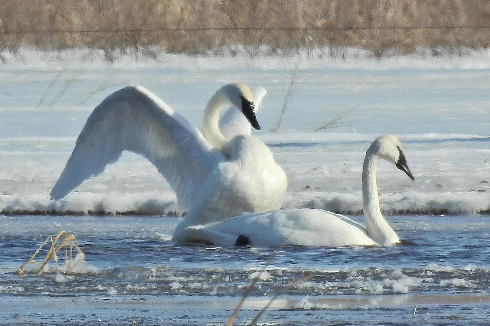 Trumpeter Swan Photo by Enid Bachman