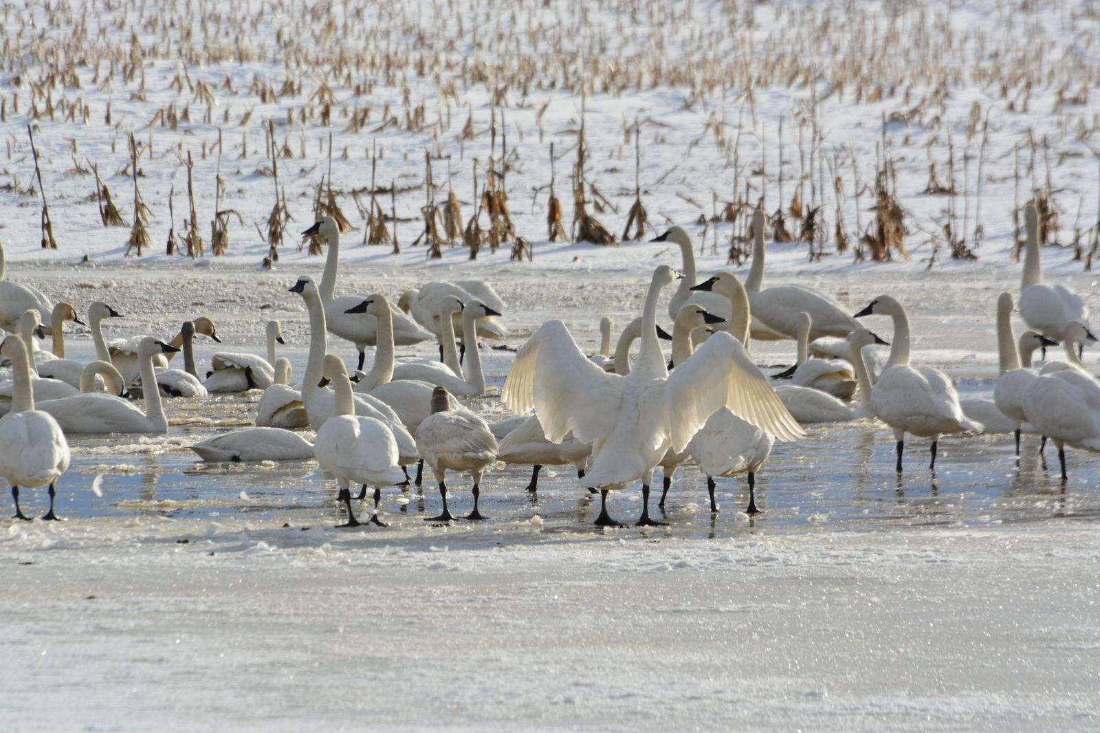 Tundra Swan Photo by Linda Cote
