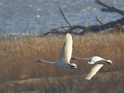 Tundra Swan (Whistling) Photo by Dan Tallman