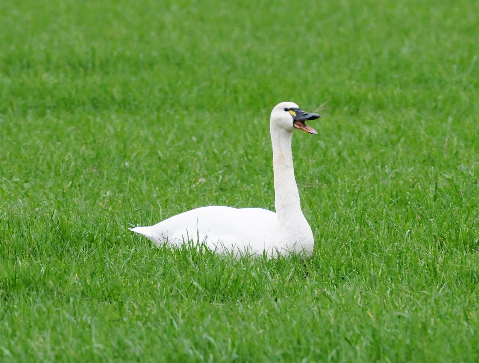 Tundra Swan (Whistling) Photo by Steven Mlodinow