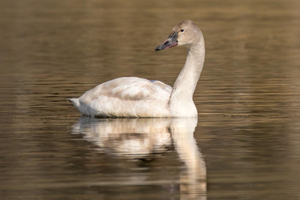 Tundra Swan (Whistling) Photo by Amanda Fulda