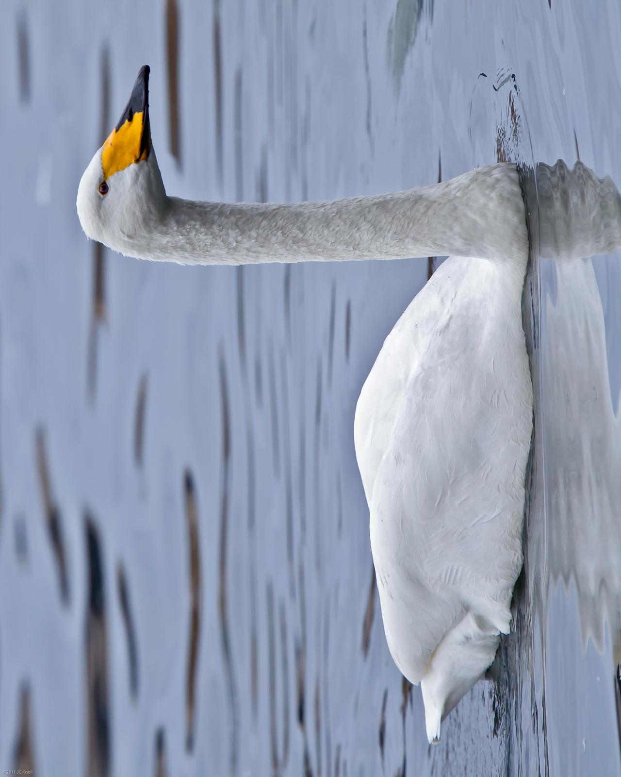 Whooper Swan Photo by JC Knoll