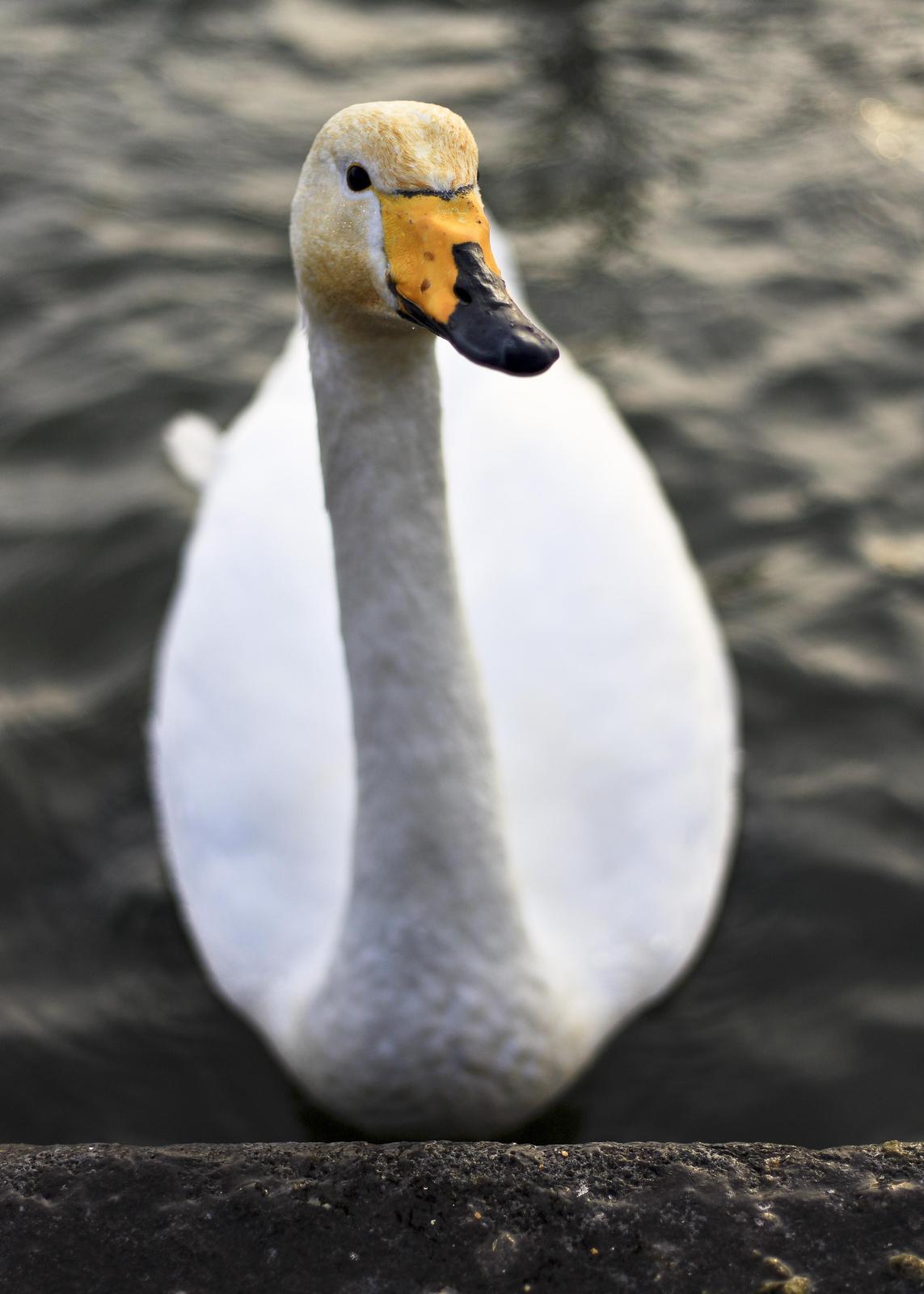 Whooper Swan Photo by Jeremiah Ramirez
