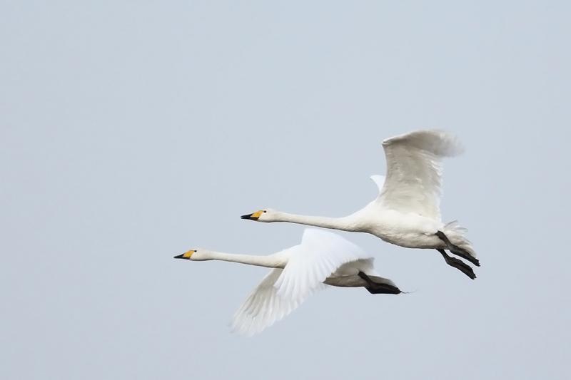 Whooper Swan Photo by Adrien Mauss