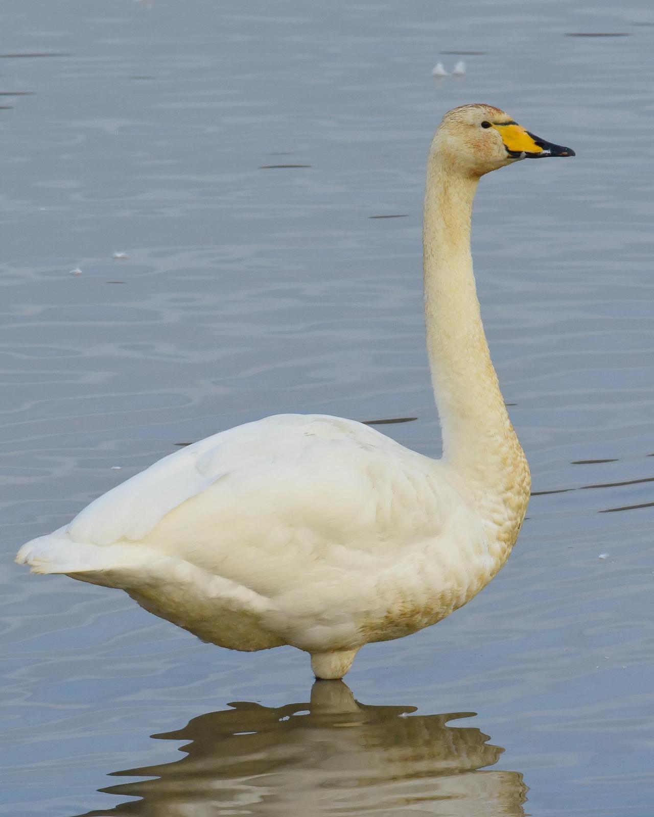 Whooper Swan Photo by Steve Percival