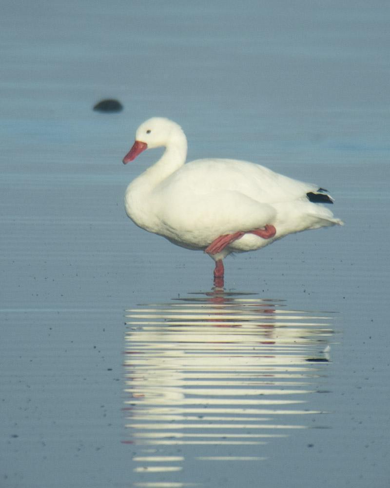Coscoroba Swan Photo by Bob Hasenick