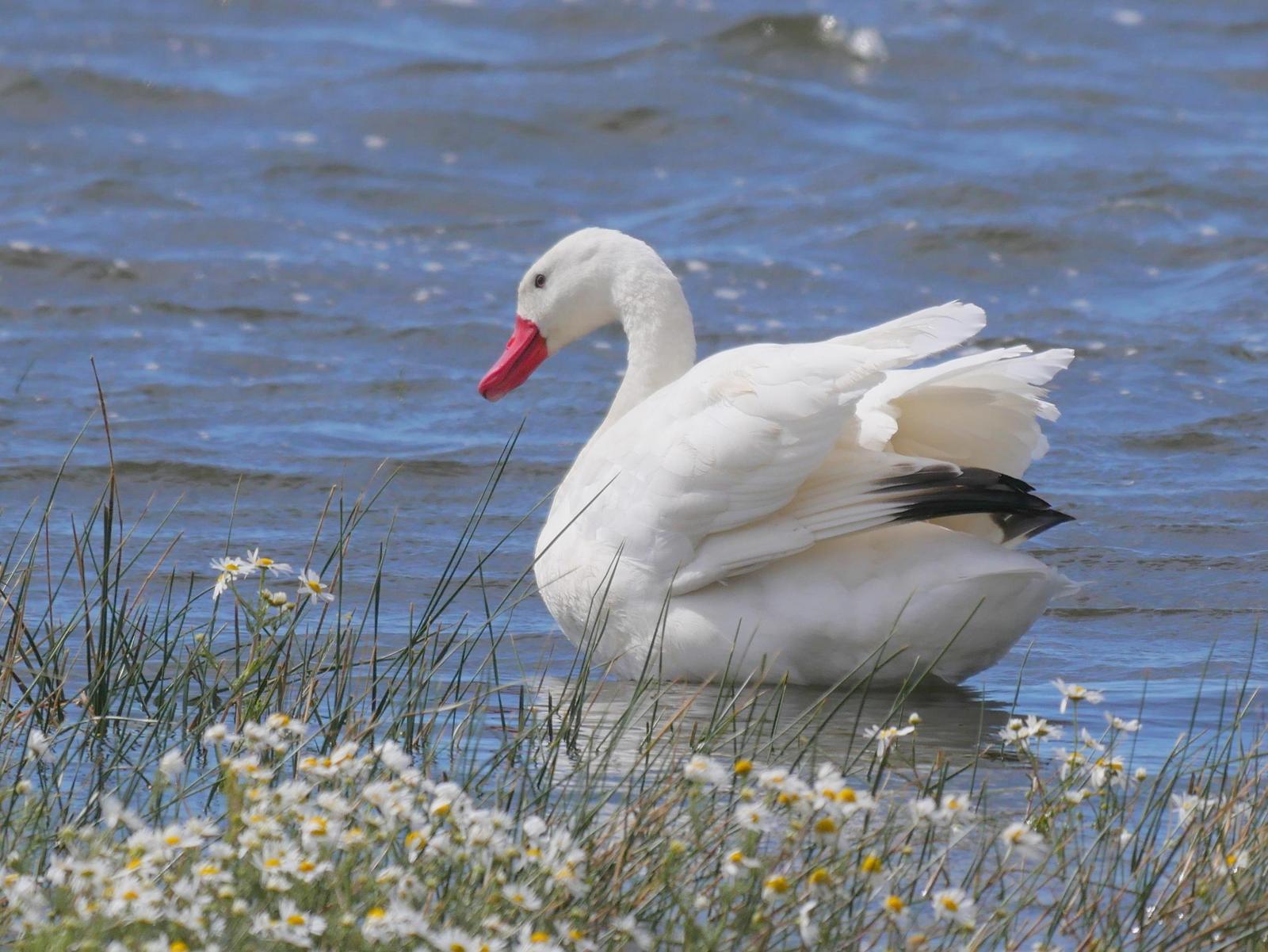 Coscoroba Swan Photo by Peter Lowe
